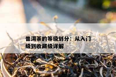 普洱茶的等级划分：从入门级到收藏级详解