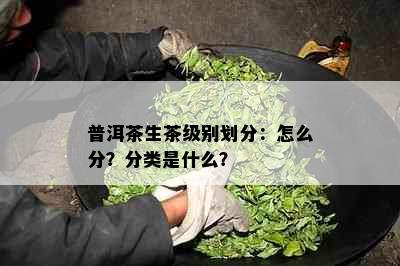 普洱茶生茶级别划分：怎么分？分类是什么？