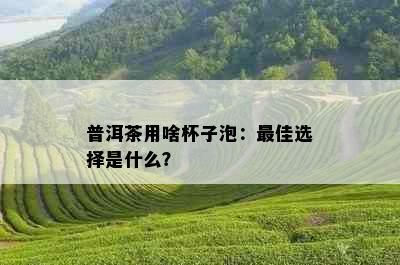 普洱茶用啥杯子泡：更佳选择是什么？