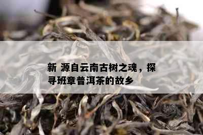 新 源自云南古树之魂，探寻班章普洱茶的故乡