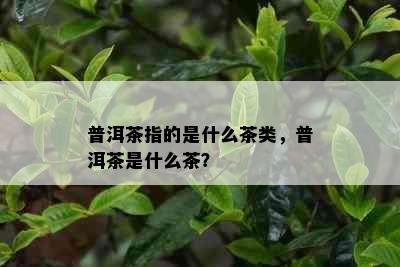 普洱茶指的是什么茶类，普洱茶是什么茶？