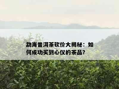 勐海普洱茶砍价大揭秘：如何成功买到心仪的茶品？