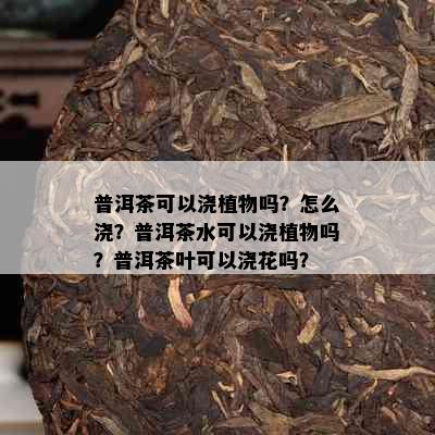 普洱茶可以浇植物吗？怎么浇？普洱茶水可以浇植物吗？普洱茶叶可以浇花吗？