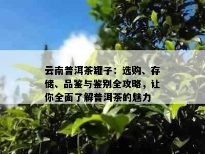 云南普洱茶罐子：选购、存储、品鉴与鉴别全攻略，让你全面了解普洱茶的魅力