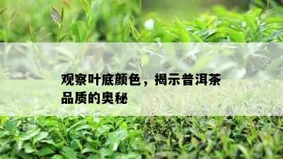 观察叶底颜色，揭示普洱茶品质的奥秘