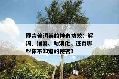 椰青普洱茶的神奇功效：解渴、消暑、助消化，还有哪些你不知道的秘密？