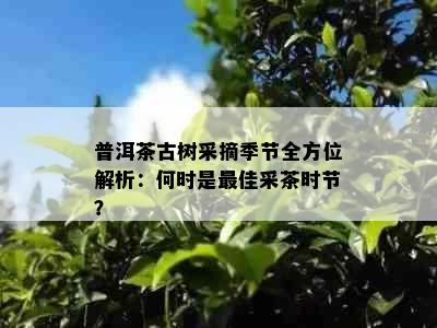 普洱茶古树采摘季节全方位解析：何时是更佳采茶时节？