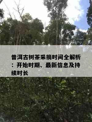 普洱古树茶采摘时间全解析：开始时期、最新信息及持续时长