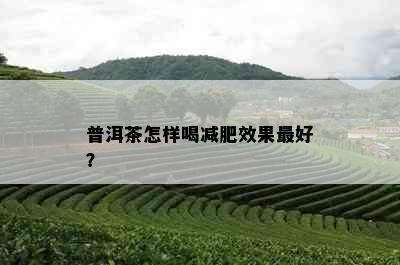 普洱茶怎样喝减肥效果更好？