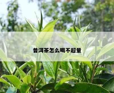 普洱茶怎么喝不超量