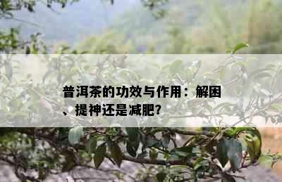 普洱茶的功效与作用：解困、提神还是减肥？