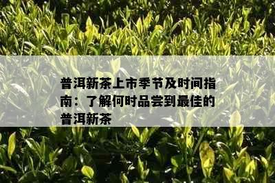 普洱新茶上市季节及时间指南：了解何时品尝到更佳的普洱新茶