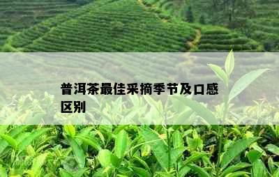 普洱茶更佳采摘季节及口感区别