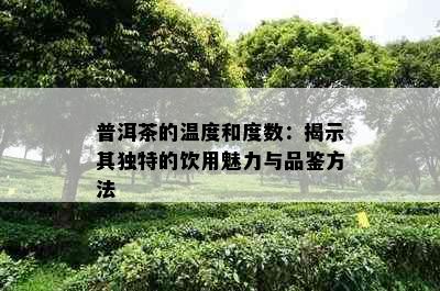 普洱茶的温度和度数：揭示其独特的饮用魅力与品鉴方法