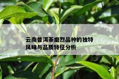 云南普洱茶磨烈品种的独特风味与品质特征分析