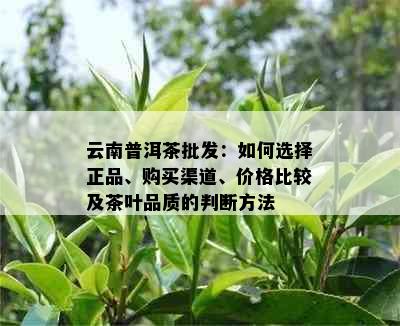 云南普洱茶批发：如何选择正品、购买渠道、价格比较及茶叶品质的判断方法