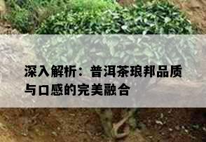 深入解析：普洱茶琅邦品质与口感的完美融合