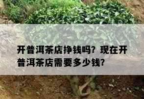 开普洱茶店挣钱吗？现在开普洱茶店需要多少钱？