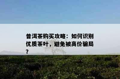 普洱茶购买攻略：如何识别优质茶叶，避免被高价骗局？