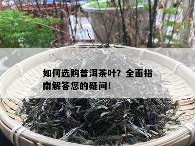 如何选购普洱茶叶？全面指南解答您的疑问！