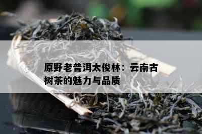 原野老普洱太俊林：云南古树茶的魅力与品质