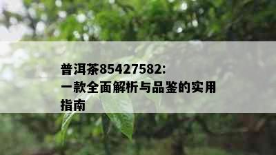 普洱茶85427582:一款全面解析与品鉴的实用指南