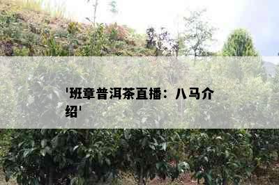 '班章普洱茶直播：八马介绍'