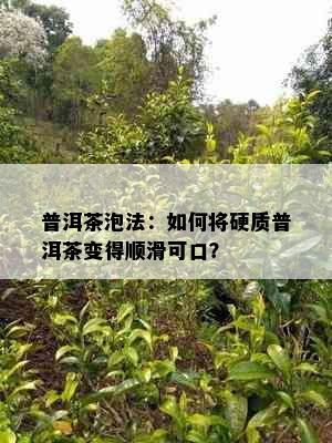 普洱茶泡法：如何将硬质普洱茶变得顺滑可口？