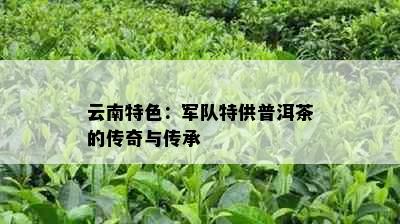 云南特色：军队特供普洱茶的传奇与传承