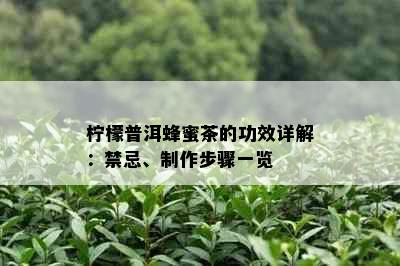 柠檬普洱蜂蜜茶的功效详解：禁忌、制作步骤一览