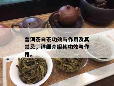 普洱茶白茶功效与作用及其禁忌，详细介绍其功效与作用。