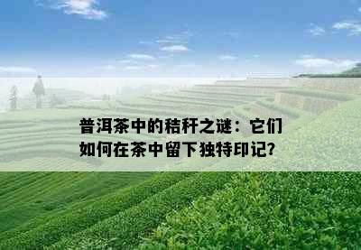 普洱茶中的秸秆之谜：它们如何在茶中留下独特印记？