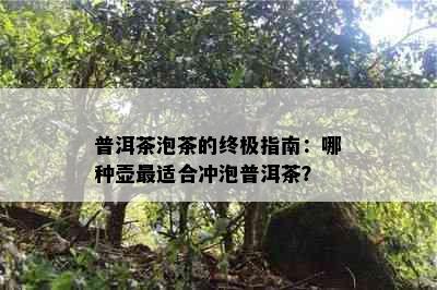 普洱茶泡茶的终极指南：哪种壶最适合冲泡普洱茶？