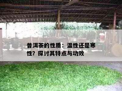 普洱茶的性质：温性还是寒性？探讨其特点与功效