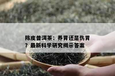 陈皮普洱茶：养胃还是伤胃？最新科学研究揭示答案