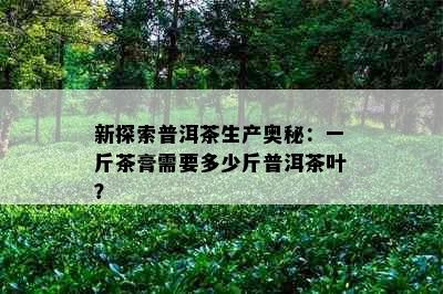 新探索普洱茶生产奥秘：一斤茶膏需要多少斤普洱茶叶？