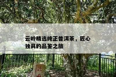 云岭精选纯正普洱茶，匠心独具的品鉴之旅