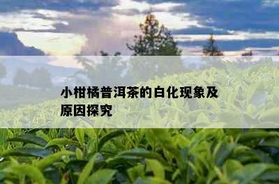 小柑橘普洱茶的白化现象及原因探究