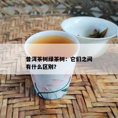 普洱茶树绿茶树：它们之间有什么区别？