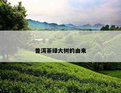 普洱茶绿大树的由来