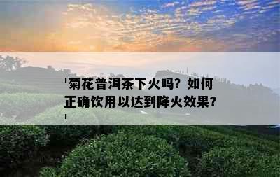 '菊花普洱茶下火吗？如何正确饮用以达到降火效果？'