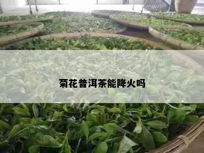 菊花普洱茶能降火吗