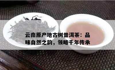 云南原产地古树普洱茶：品味自然之韵，领略千年传承