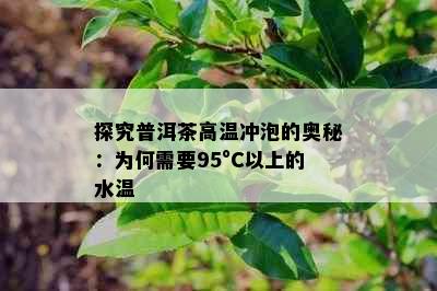 探究普洱茶高温冲泡的奥秘：为何需要95°C以上的水温