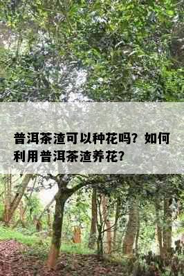 普洱茶渣可以种花吗？如何利用普洱茶渣养花？