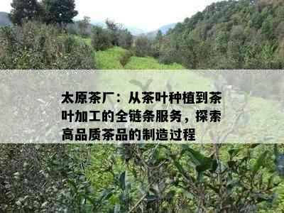 太原茶厂：从茶叶种植到茶叶加工的全链条服务，探索高品质茶品的制造过程