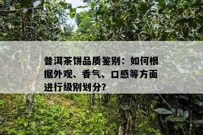 普洱茶饼品质鉴别：如何根据外观、香气、口感等方面进行级别划分？