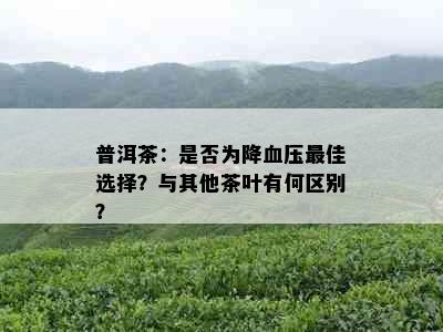 普洱茶：是否为降血压更佳选择？与其他茶叶有何区别？