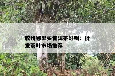 胶州哪里买普洱茶好喝：批发茶叶市场推荐