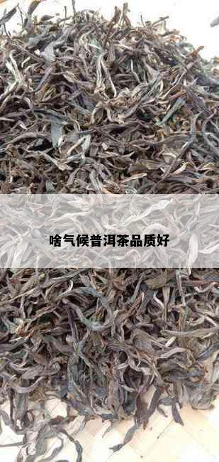 啥气候普洱茶品质好